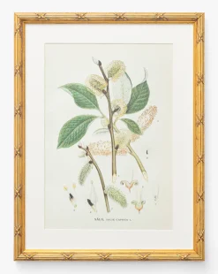 Botanical Study No. 3