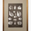 Conchology Study