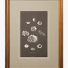 Conchology Study Triptych No. 2