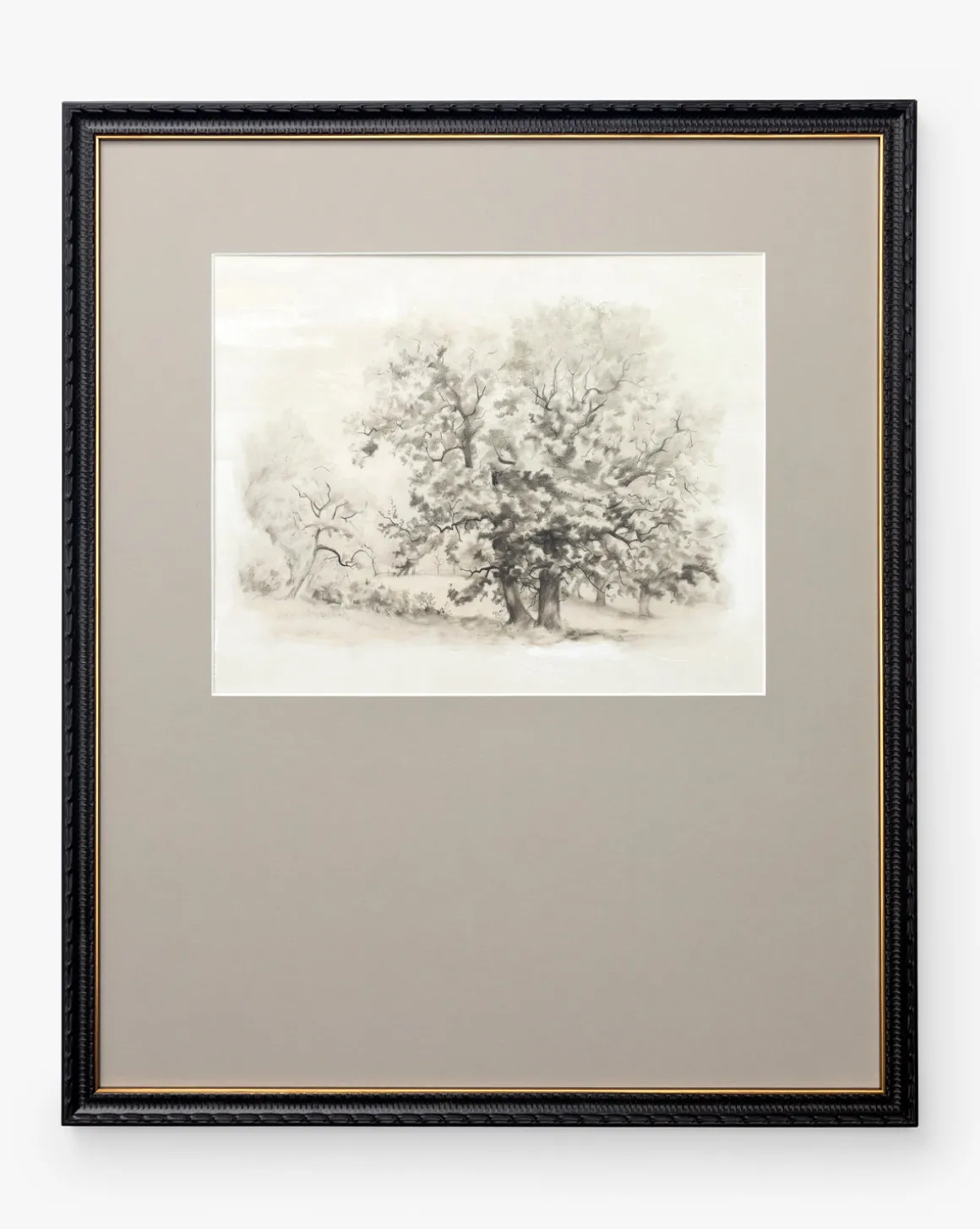 Heathland Oak