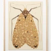 Moth IV By Coup d'Esprit