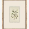 Petite Floral ll