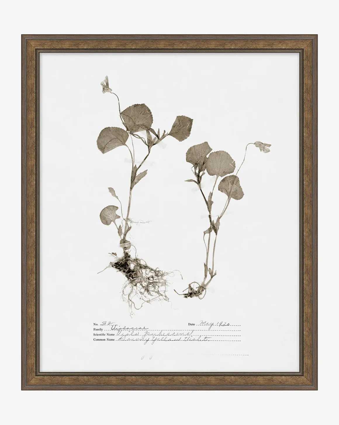 Subdued Botanicals II